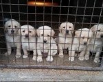 Labrador Retriver štenci